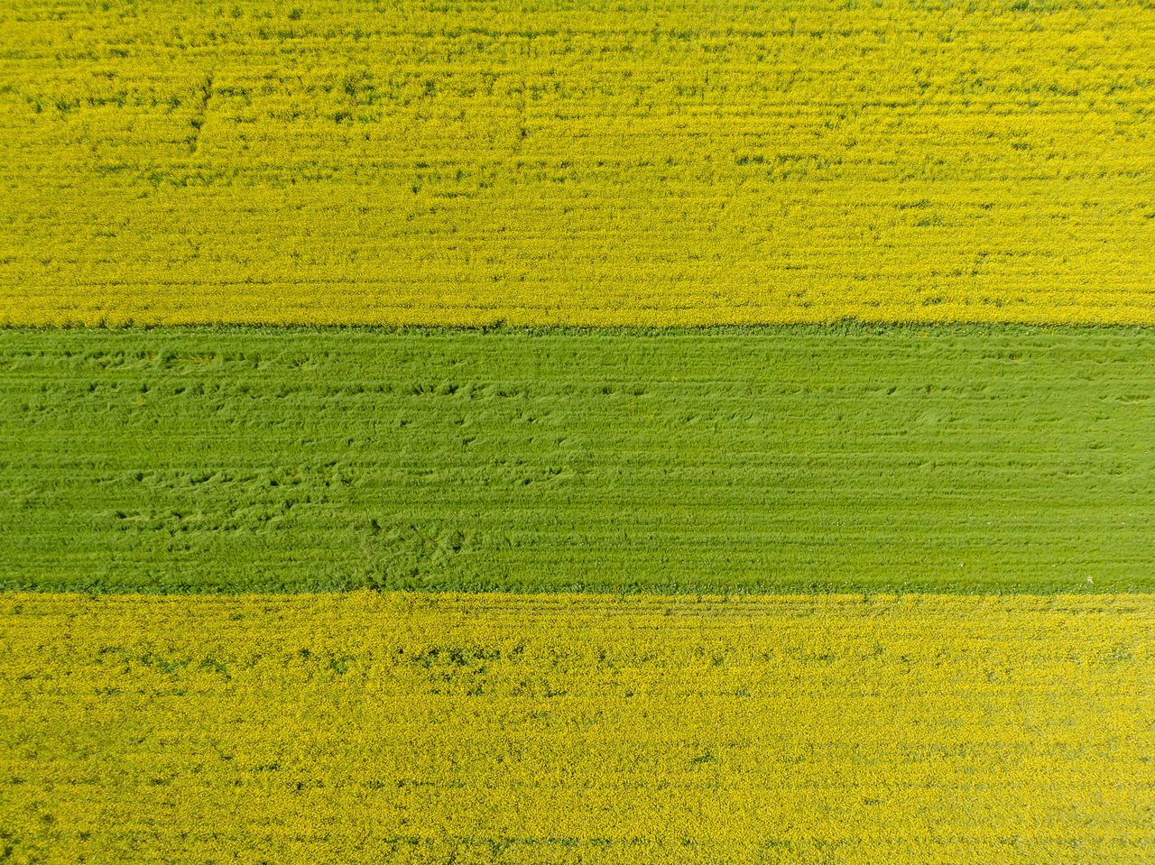Vue aérienne de parcelles agricoles aux teintes contrastées.